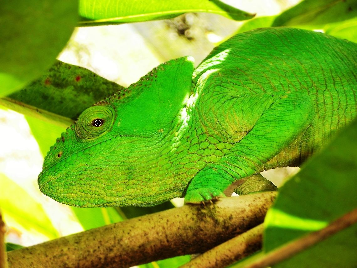 Parson's Chameleon One of the big boys - although named after a British physician, James Parsons, I always feel that it&#039;s aloof and very satisfied with itself facial expression seems reminiscent of an English country parson (priest). Andasibe,Calumma parsonii,Geotagged,Madagascar,Parsons chameleon,Spring