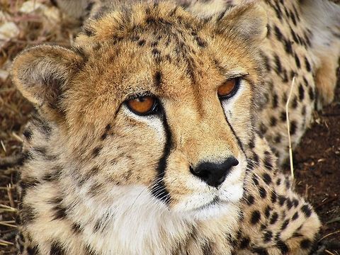 Cheetah with a soulful look Namibia is a great place to see cheetahs (I believe that they have more than anywhere else) and in many case you can just drive right up next to them. Acinonyx jubatus,Cheetah,Geotagged,Namibia,Spring,namibia