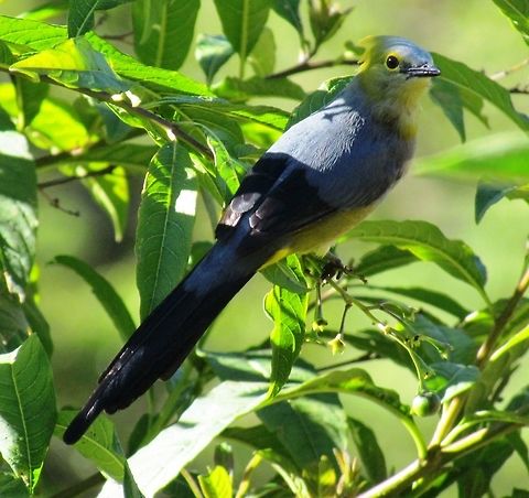 Long-Tailed Silky Flycatcher A beautiful bird - fairly subtle colors unlike amyn other tropical birds, but looks like it was put together by an artist. We saw these at the Dantica Cloud Forest Lodge in Cost Rica. Costa Rica,Dantica,Geotagged,Long-tailed silky-flycatcher,Ptiliogonys caudatus,Spring