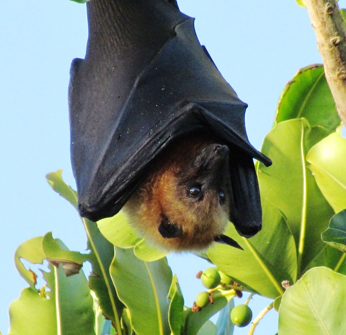 Aldabra Flying Fox in the Seychelles We actually ended up saving this little fellow from the soup pot (well, mostly my wife did). Tragically, the locals on the Seychelles trap and eat these marvelous animals and some fisherman next to the hotel had put up a net for exactly this purpose. On the last day of our stay, we noticed one caught in the netting and so with the help of a friendly local policeman went to the fisherman to see if we could negotiate/purchase its release. He claimed that freeing it would unnecessarily ruin his net and that we therefore had to pay for the whole net. We did and I insisted that he give the net to us (to prevent its being used again after a few quick repairs). The poor animal was still in shock and didn&#039;t go very far when it was released, but in the morning it was gone. Hopefully it went on to a long life of batty happiness. Aldabra flying fox,Geotagged,Praslin Island,Pteropus aldabrensis,Seychelles,Spring