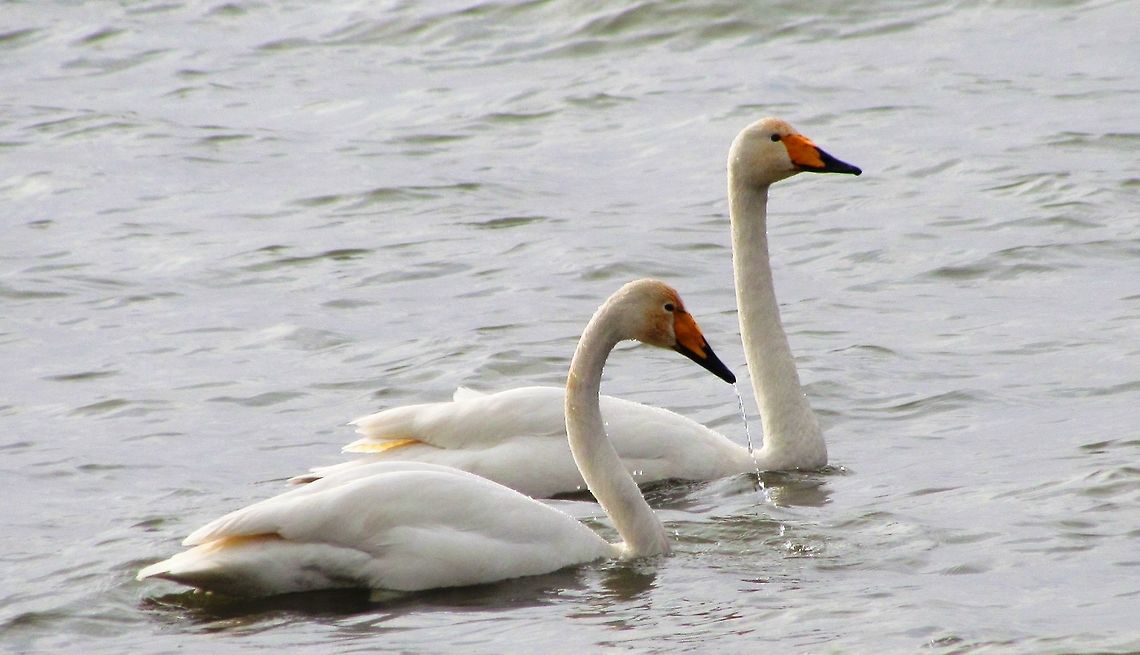 Whooper Swans on Lake Constance My wife and I live very close to Lake Constance and although we both love travelling to exotic places to see amazing wildlife, we enjoy checking out the local wildlife as well - like these two winter visitors. Cygnus cygnus,Geotagged,Germany,Lake Constance,Whooper swan,Winter