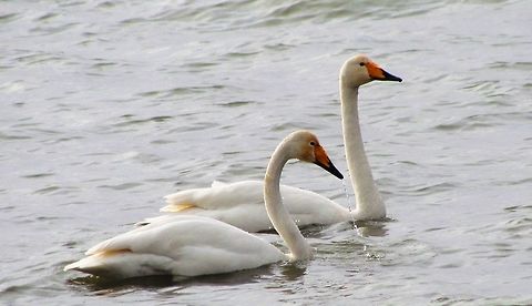 Whooper Swans on Lake Constance My wife and I live very close to Lake Constance and although we both love travelling to exotic places to see amazing wildlife, we enjoy checking out the local wildlife as well - like these two winter visitors. Cygnus cygnus,Geotagged,Germany,Lake Constance,Whooper swan,Winter