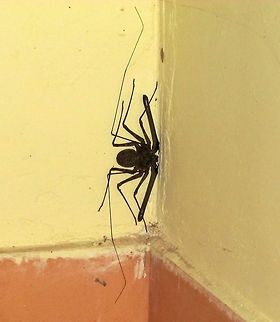 Tailless Whip Scorpion - Sri Lanka version - Phrynichus ceylonicus Since my first Tailless Whip scorpion was such a hit, here is another, this time from Sri Lanka. My best guess is that it is Phrynichus ceylonicus, but it could also be pusillus. Anyone care to make a decision? This fellow was in a toilet at a rest stop in Wasgamuwa NP in Sri Lanka. Fall,Geotagged,Sri Lanka,Wasgamuwa,whip scorpion