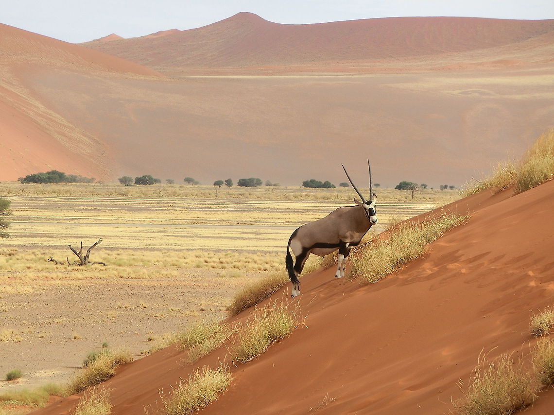 Gemsbok among the dunes of the Namib Desert Like Thibaud, my goal in Namibia was to see a gemsbok among the red dunes of the Namib desert - and was thrilled to surprise this elegant specimen on the far side of a dune I climbed. My camera was not as good as Thibaud&#039;s, but I was still happy with the picture. I have loved these animals ever since I saw one as a little boy in the zoo. How cool to finally see one more than 40 years later. How an animal that resembles a horse in size manages to survive in such a hostile, totally dry enviroment is another one of those wonders of the natural world. Gemsbok,Geotagged,Namibia,Oryx gazella,Spring,namib desert