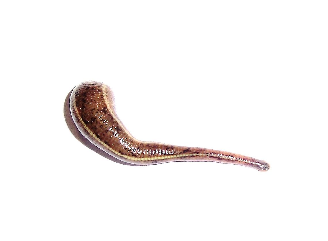 Leech: Hirudo medicinalis - full after feasting on MY blood Well, I was a little unsure whether JungleDragon wants photos like this - but the story behind it makes it worthwhile in my opinion. We were in an area notorious for leeches, Sinharaja NP in Sri Lanka. We arrived at our jungle lodge in the afternoon, and while my wife relaxed in the room, I slipped out to look for birds and insects in the lodge &quot;garden&quot;. It had been raining and was very wet, but I wasn&#039;t really going through the vegetation and I had on long pants and a long-sleeved shirt, so I wasn&#039;t paying too much attention to leeches. I came back and laid down for a nap, but when I woke up after about an hour, I felt something soft and warm on my leg that wasn&#039;t part of me. It was this fellow - now thick and fat with my precious blood! Although I was disgusted at first, it dropped off easily (luckily no need for matches or salt to remove it - it must have been full) and so I put it on a piece of paper and made this photograph. It didn&#039;t hurt and I never felt anything, but of course, leeches have anticoagulants in their saliva and the small wound bled all night long. The next morning, I was better prepared and used my alpine climbing gaters (plastic socks that cover the ankle from boot to knee - used in the mountains to keep snow out of your boots, they are also perfect for leeches) as well as light colored pants and although I attracted numerous leeches during the jungle trek, none got a bite. As I was heading out with the guide, a number of European tourists showed up in shorts and flip-flops - aah, it was fine dining for the leeches that day. As to the exact species - well this is really just a guess since leech identification to the species level is an area for experts, but it seemed like a reasonable guess! Fall,Geotagged,Hirudo medicinalis,Leech,Sinharaja,Sri Lanka,hirudo,hirudo medicinalis