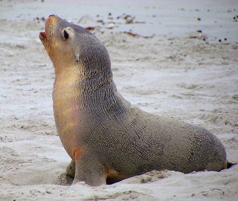 Australian Sea Lion Baby This is one of my Awww wildlife series - we saw these on Kangaroo Island Australia,Australian sea lion,Geotagged,Kangaroo Island,Neophoca cinerea,Spring