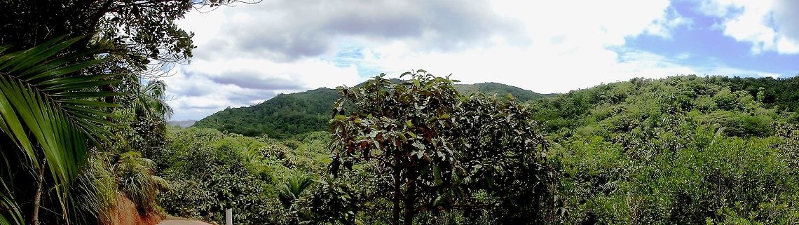 Vallee de Mai panorama One of the main wildlife attractions on Praslin Island in the Seychelles is the highly endangered Seychelles Black Parrot, which is found only there and in only two sites on the island - one of which is the Vallee de Mai nature reserve. When we arrived (aftera long, crowded bus ride - the only way around on the island), the staff of the reserve told us when I asked about the famous parrots that &quot;Oh, no one ever sees them&quot;. Well, don&#039;t believe them and the best place in the reserve to see them is from exactly the spot shown in this photo. When you take the main roundtrip trail through the valley, on the left hand side near the end of the valley, there is a short side trail which leads up to a small viweing platform looking out over the valley. The view is what you see in my photo. Just be patient and in about 15-20 min you will see a flock of these marvelous birds burst out of the foliage, fly briefly around the valley and then disappear in the trees. This happens every 15-20 min, and we stayed for about an hour to watch them. Unfortunately they are pretty far away and moving VERY fast, so I couldn&#039;t get any decent photos, but you can certainly see them. The reserve staff were amazed when I told them! Coracopsis barklyi,Geotagged,Praslin Island,Seychelles,Seychelles black parrot,Seychells Black Parrot,Spring,Vallee de Mai