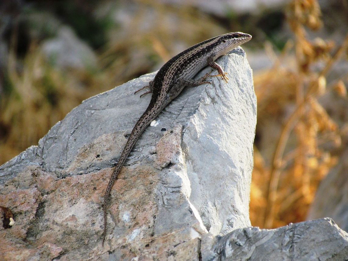 Kalahari Tree Skink in Etosha In addition to all of the big game in Etosha, there is also a multitude of little fellows to thrill us Herp fans! Mind you, I love big game as well! Geotagged,Kalahari tree skink,Namibia,Spring,Trachylepis spilogaster,etosha,namibia