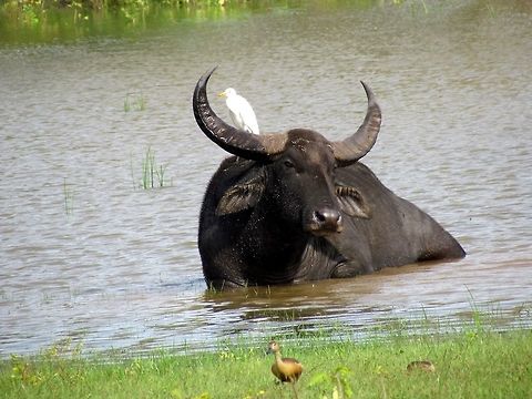 Asiatic Buffalo in Yala NP I know, it seems like I have a thing for mammals with birds on their back - and there are more to come! I had always wanted to see these in the wild after seeing thousands in cities in India while on business trips - so I was thrilled to see lots of these in Yala NP in Sri Lanka. Bubalus arnee,Fall,Geotagged,Sri Lanka,Wild water buffalo,Yala National Park