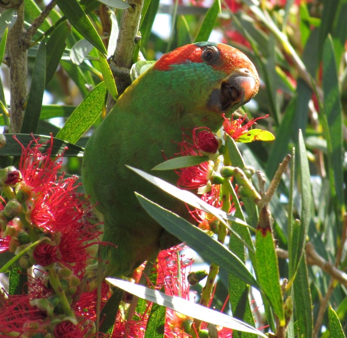 Musk Lorikeet close-up If you love nature but have never been to Australia - then start making plans. The nature is simply amazing and different from almost anywhere else on earth. Australia,Geotagged,Glossopsitta concinna,Musk Lorikeet,Spring,Victoria