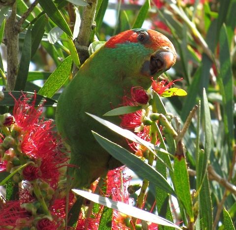 Musk Lorikeet close-up If you love nature but have never been to Australia - then start making plans. The nature is simply amazing and different from almost anywhere else on earth. Australia,Geotagged,Glossopsitta concinna,Musk Lorikeet,Spring,Victoria