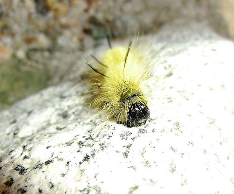 Acronicta americana - the caterpillar of the American Dagger Moth This is an increduible creature - and all the more astonishing for being in the USA and not some exotic jungle realm. We saw this one in the Wasatch moountains near Salt lake City. I think this face shot complements the full body image we already had! Acronicta americana,Geotagged,United States,Utah,Wasatch Mountains,Winter,american dagger moth