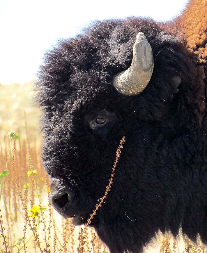 American Bison on Antelope Island, Salt Lake City Ok, so this one isn't very exotic, but if you look at my photos you will know that I love close-ups. With modern camera lenses you can do these with even huge, dangerous animals like this one. What, you don't think bison are dangerous? Actually they kill more humans than bears (Black and Grizzly), wolves, and cougars together. The problem is that they look so peaceful just standing there, but they are very sensitive to their "safety distance" (many wild animals have these - they seem relaxed and unconcerned as you approach until you reach a certain distance, different in all species, at which point they can become very aggresive). We took this photo from a car, but saw many tourists in Yellowstone getting out of their cars and walking towrads bison! Don't do this at home! But they are marvelous beasts - and when you see them in the wild they look very much like something from the Pleistocene era. By the way, if you love large animals (and heh, is there someone here who doesn't?) and you should find yourself in Salt Lake City - be sure to get a few hours free and go to Antelope Island not far from the city center - you can get great views of bison, pronghorn, and even bighorn sheep without the long drive to Yellowstone! American bison,Antelope Island,Bison bison,Fall,Geotagged,United States,Utah