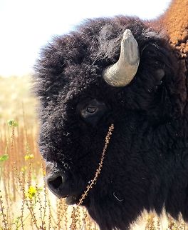 American Bison on Antelope Island, Salt Lake City Ok, so this one isn't very exotic, but if you look at my photos you will know that I love close-ups. With modern camera lenses you can do these with even huge, dangerous animals like this one. What, you don't think bison are dangerous? Actually they kill more humans than bears (Black and Grizzly), wolves, and cougars together. The problem is that they look so peaceful just standing there, but they are very sensitive to their "safety distance" (many wild animals have these - they seem relaxed and unconcerned as you approach until you reach a certain distance, different in all species, at which point they can become very aggresive). We took this photo from a car, but saw many tourists in Yellowstone getting out of their cars and walking towrads bison! Don't do this at home! But they are marvelous beasts - and when you see them in the wild they look very much like something from the Pleistocene era. By the way, if you love large animals (and heh, is there someone here who doesn't?) and you should find yourself in Salt Lake City - be sure to get a few hours free and go to Antelope Island not far from the city center - you can get great views of bison, pronghorn, and even bighorn sheep without the long drive to Yellowstone! American bison,Antelope Island,Bison bison,Fall,Geotagged,United States,Utah
