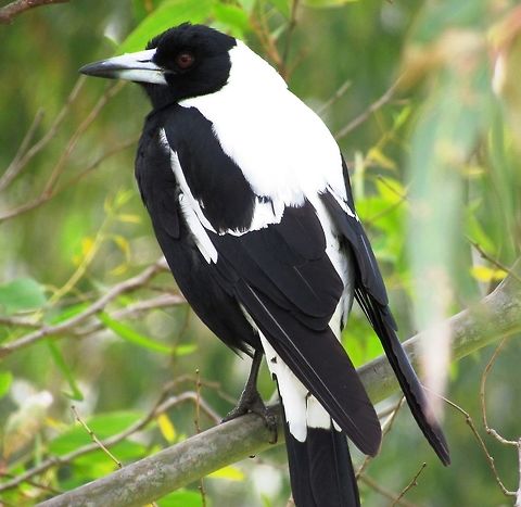 Australian Magpie Australia is heaven for birders - unlike many places where there are almost always a fair number of birds that you already know from Europe or North America, in Australia almost all land birds will be new and unfamiliar (known as Life Birds to birdwatchers, i.e., first time you have seen it in your life). These were not as colorful as the many Lorikeets, but the plumage is still striking. Australia,Australian Magpie,Geotagged,Gymnorhina tibicen,Phillip island,Spring