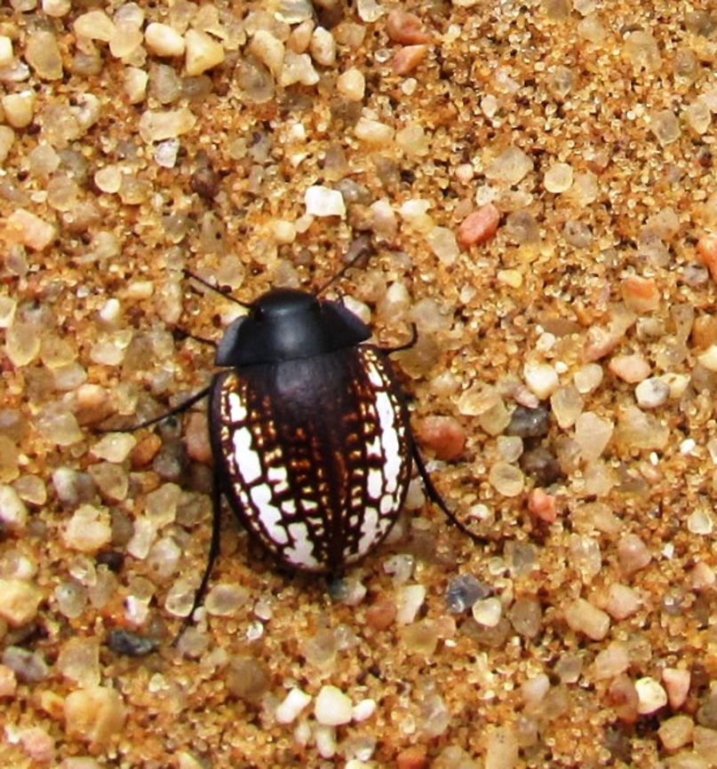 Coffee-bean Beetle in Namib Desert The more colorful neighbor of the more famous all-black Darkling or Namib Beetle. Coffee-bean Beetle,Geotagged,Namibia,Spring,Zophosis amabilis,namib desert