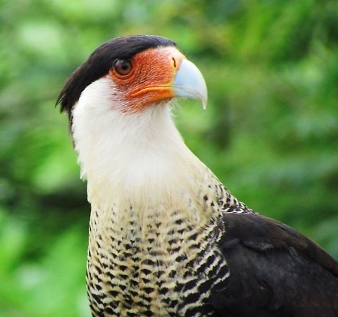 Northern Crested Caracara in Costa Rica This one was on the bank of the crocodile river as we motored along looking for crocs. Caracara cheriway,Costa Rica,Geotagged,Northern Caracara,Spring