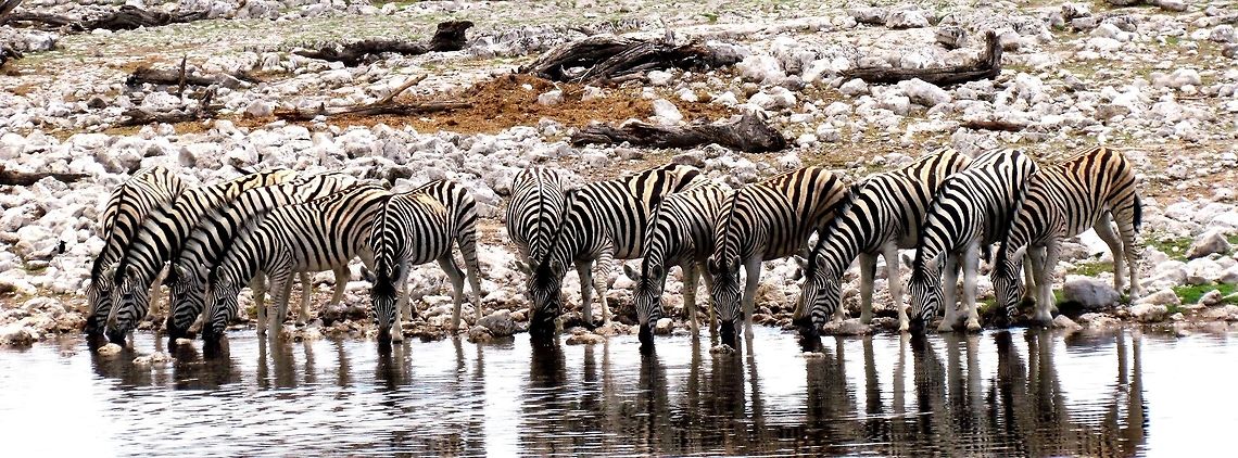 Zebras at water hole in Etosha NP Etosha is a world famopus national park in Namibia. There are some great things about it: you can drive your rental car through the park yourself (allowing you to stop and go wherever you want) and amazing wildlife. But there are some not so great things: there is only a single lodge in the park and it is government-run and very run-down and crowded with awful food. However, this lodge has a wonderful water hole with shaded seating near the cabins and during the day (and also at night!) lots of wildlife came by to drink - like these splendid zebra. Whenever we weren't out in the park, we would hang out here and watch the wildlife. By the way, there is a new book out calle Zebra Stripes by Tim Caro where by painstaking trial and error he investigates various theories as to why zebras have such a unique and distinctive striping pattern when no other animal on the African savanna has them. He concludes that it is to prevent biting flies from landing which is especially important for zebras as their fur is thinner than most other savanna animals. Great book showing how good science should be done. Equus quagga,Geotagged,Namibia,Plains zebra,Spring,etosha,namibia,water hole