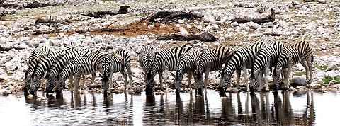 Zebras at water hole in Etosha NP Etosha is a world famopus national park in Namibia. There are some great things about it: you can drive your rental car through the park yourself (allowing you to stop and go wherever you want) and amazing wildlife. But there are some not so great things: there is only a single lodge in the park and it is government-run and very run-down and crowded with awful food. However, this lodge has a wonderful water hole with shaded seating near the cabins and during the day (and also at night!) lots of wildlife came by to drink - like these splendid zebra. Whenever we weren't out in the park, we would hang out here and watch the wildlife. By the way, there is a new book out calle Zebra Stripes by Tim Caro where by painstaking trial and error he investigates various theories as to why zebras have such a unique and distinctive striping pattern when no other animal on the African savanna has them. He concludes that it is to prevent biting flies from landing which is especially important for zebras as their fur is thinner than most other savanna animals. Great book showing how good science should be done. Equus quagga,Geotagged,Namibia,Plains zebra,Spring,etosha,namibia,water hole
