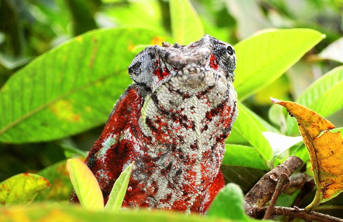 Panther Chameleon with a rather different coloration I know you have tons of these already and they are not hard to see in Madagascar, but I like this one: 1) because it is red, white, and black and not the usual green or brown, and 2) you really can see how the eyes can move completely independently. What they actually see in their brain with such eyes is hard to imagine. Incidently, although the common thinking is that chameleons chnage color to match their surroundings - that is more true of the New World Anoles - the Old World &quot;true&quot; chameleons change color to indicate mood. So this one might be feeling romantic or agitated or ????? Andasibe NP,Furcifer pardalis,Geotagged,Madagascar,Panther chameleon,Spring
