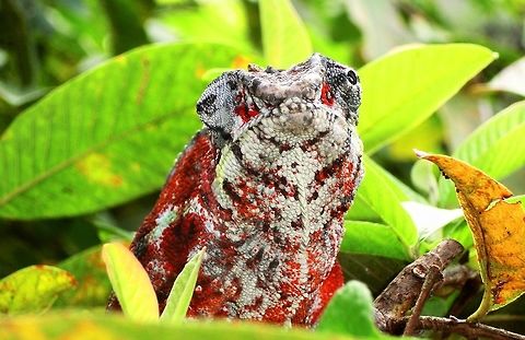 Panther Chameleon with a rather different coloration I know you have tons of these already and they are not hard to see in Madagascar, but I like this one: 1) because it is red, white, and black and not the usual green or brown, and 2) you really can see how the eyes can move completely independently. What they actually see in their brain with such eyes is hard to imagine. Incidently, although the common thinking is that chameleons chnage color to match their surroundings - that is more true of the New World Anoles - the Old World "true" chameleons change color to indicate mood. So this one might be feeling romantic or agitated or ????? Andasibe NP,Furcifer pardalis,Geotagged,Madagascar,Panther chameleon,Spring