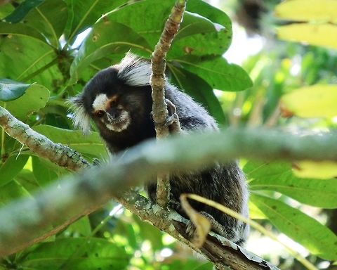 Common Marmoset on Sugar Loaf Mountain, Rio de Janeiro Normally my wife and I avoid touristy things like Sugar Loaf in Rio de Janeiro and head straight for the wildreness. But we had an extra day and so we took the canle car to the the station near the top. On the walk through the forest we were pleasantly surprised to see a number of intereting creatures including these (apparently introduced around 1929) and a Life Bird for me (Brazilian Tanager). Oh yes, and the view from the top is absolutely spectacular. In my opinion, it is one of the most amazing city vistas I have ever seen. Brazil,Callithrix jacchus,Common marmoset,Geotagged,Rio de Janeiro,Sugar Loaf,Summer