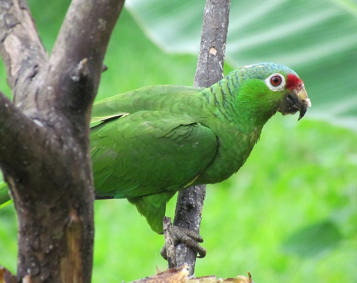 Red-lored Amazon in Costa Rica One of many colorful and friendly birds that hung around the dining area of Maqenque Lodge near the Nicaraguan border. Amazona autumnalis,Costa Rica,Geotagged,Red-lored Amazon,Spring,maquenque lodge