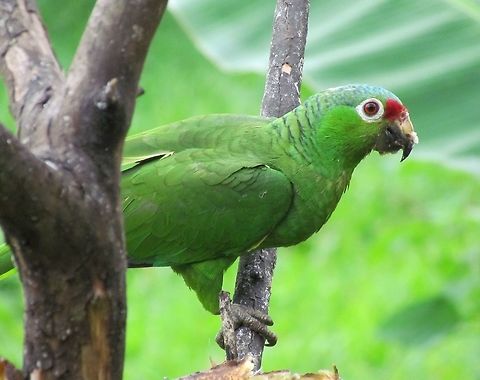 Red-lored Amazon in Costa Rica One of many colorful and friendly birds that hung around the dining area of Maqenque Lodge near the Nicaraguan border. Amazona autumnalis,Costa Rica,Geotagged,Red-lored Amazon,Spring,maquenque lodge