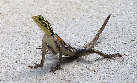 Namib Rock Agama With its yellow and black racing stripes on the head and mysterious orange spot on the back - this is a most intriguingly colored agama. Agama planiceps,Geotagged,Namib rock agama,Namibia,Spring,namibia,solitaire