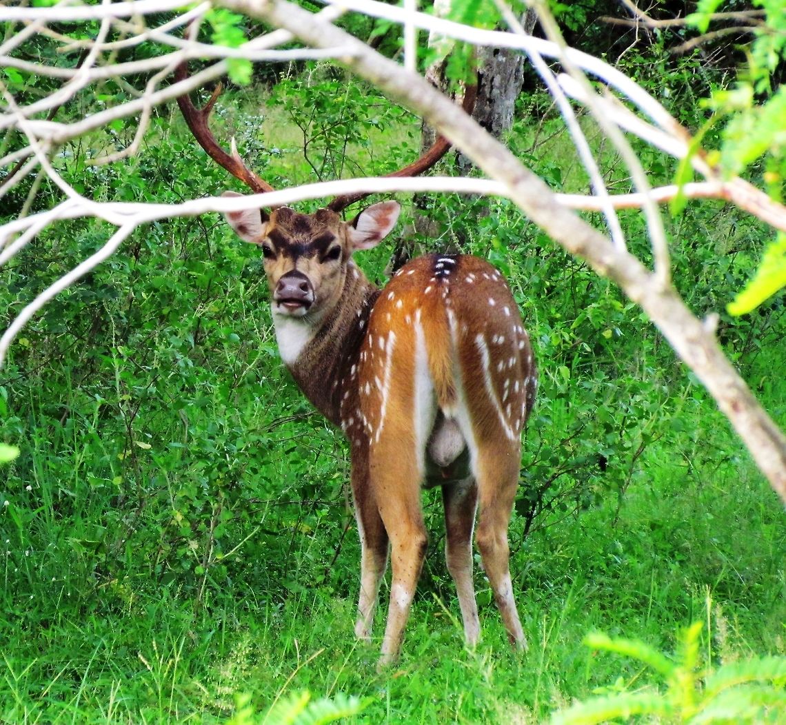Axis Deer in Yala NP A little over-the-shoulder shot of one of the most attractive deer in the world (ya gotta love that spotted coat!). Axis axis ceylonensis,Fall,Geotagged,Sri Lanka,Sri Lankan axis deer,Yala National Park