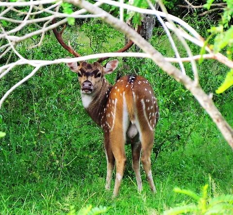 Axis Deer in Yala NP A little over-the-shoulder shot of one of the most attractive deer in the world (ya gotta love that spotted coat!). Axis axis ceylonensis,Fall,Geotagged,Sri Lanka,Sri Lankan axis deer,Yala National Park