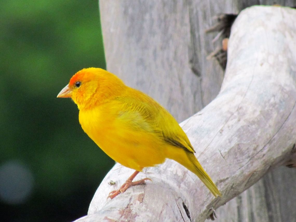 Orange-fronted Yellow Finch A small, screaming yellow songbird that was quite common at our jungle lodge on the Rio Negro in the Amazon. They hung out around the lodge and waited for breakfast handouts. Because they look similar to several other South American yellow finches, I just assumed that they were nothing special until I got home and did a proper identification and realized to my joy that it was a Life Bird for me (species never seen before). Brazil,Geotagged,Orange-fronted yellow finch,Rio Negro,Sicalis columbiana,Tariri Lodge,Winter,amazon