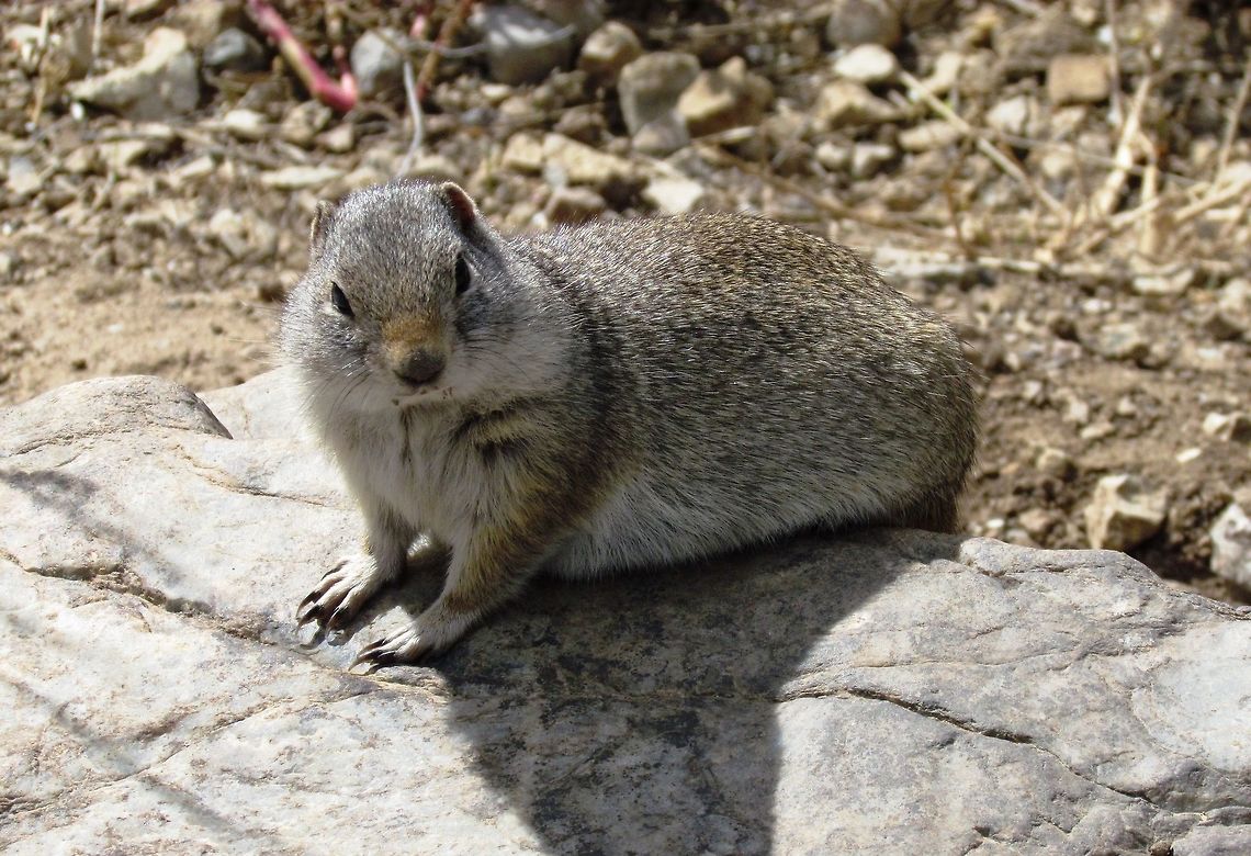 Uinta Ground Squirrel in Yellowstone NP Cute little fellow in the Rocky Mountains of the US Fall,Geotagged,Uinta ground squirrel,United States,Urocitellus armatus,Wyoming,Yellowstone National Park