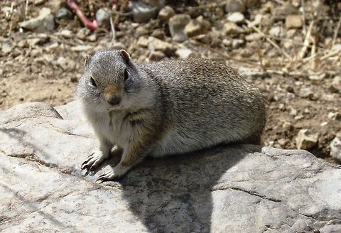Uinta Ground Squirrel in Yellowstone NP Cute little fellow in the Rocky Mountains of the US Fall,Geotagged,Uinta ground squirrel,United States,Urocitellus armatus,Wyoming,Yellowstone National Park