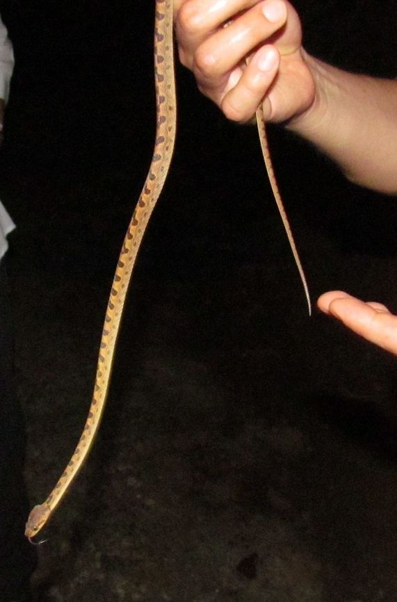 The Northern Cat-eyed Snake (Leptodiera septentrionalis) Another amazing creature on the famous &quot;Bug-lady tour&quot; at La Paloma lodge, Drake&#039;s Bay, Costa Rica. The guide seems to be holding this snake rather cavalierly since it is venomous. Still, he does this tour every night with the &quot;Bug Lady&quot; (an entomologist who wooks nearby) so he must know what he is doing. Cat-eyed snake,Costa Rica,Geotagged,La Paloma lodge,Leptodeira septentrionalis,Northern Cat-eyed Snake,Spring