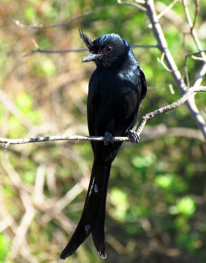 Madagascar Crested Drongo This is a very distinctive little drongo featuring what looks almost like a gun-site puff of feathers on the forehead. In case you are wondering, the feathers don&#039;t block its eyesight, as you can see from this picture that the eyes, as is typical for non-predatory animals (i.e., prey), are on the side of the head. It is almost a universal rule in the animal kingdom that active predators have eyes on the front of their heads to provide overlapping vision with depth of field, whereas non-predators have eyes on the side of their heads to provide greater range of vision in order to spot potential predators. Now go take a look in the mirror and what do you see? Interestingly, chameleons can do both as their eyes move independently - what that actually looks like in their mind is anyone&#039;s guess.  Crested drongo,Dicrurus forficatus,Geotagged,Ifaty spiny forest,Madagascar,Winter