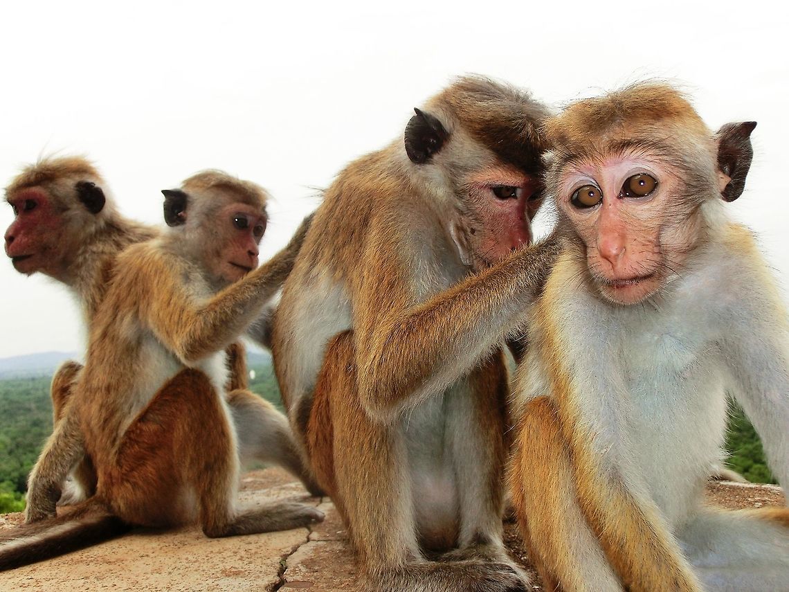 Toque Macaque social club on Lion Rock A nice group of very social macaques on Lion Rock, Sigiriya, Sri Lanka where they are very common. Fall,Geotagged,Macaca sinica,Sigiriya,Sri Lanka,Toque macaque