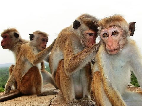 Toque Macaque social club on Lion Rock A nice group of very social macaques on Lion Rock, Sigiriya, Sri Lanka where they are very common. Fall,Geotagged,Macaca sinica,Sigiriya,Sri Lanka,Toque macaque