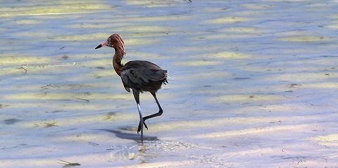 Reddish Egret - Yucatan Peninsula Strangely I had been to several of the wetland areas in the US but never seen this one until I was in Mexico to see Whale Sharks. Egretta rufescens,Geotagged,Mexico,Reddish Egret,Summer,Yucatan