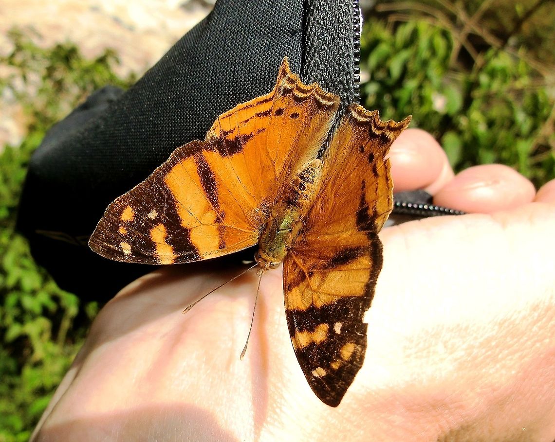 The Orange Admiral at Igauzu Falls, Brazil One of many butterflies that swarm all around you as you walk on the trail and boardwalks at Iguazu Falls. Brazil,Geotagged,Hypanartia lethe,Iguazu falls,Summer
