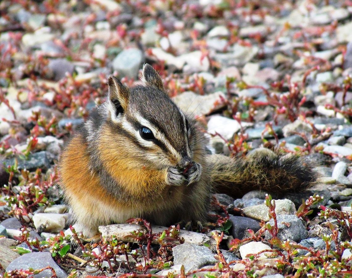 Least Chipmunk at Grand Teton After getting involved in some chipmunk identification discussions, I thought that I ought to upload one of my own. These seem to be pretty simple, but the systematics in North America are a lot more complex than you might imagine. Fall,Geotagged,Grand Teton National Park,Least chipmunk,Neotamias minimus,United States
