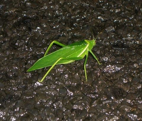 Spinylegged Katydid, probably Paracaedicia serrata This lovely creature was in the middle of a small side road we were on while returning from dinner to our rainforest lodge, Licuala Lodge, Mission Beach, Queensland, Australia. I know that Katydid identification is VERY challenging, but the pictures that you find on Google of the name I am suggesting look identical to the one in my photo. Australia,Geotagged,Paracaedicia serrata,Rainforest,Summer,katydid,queensland