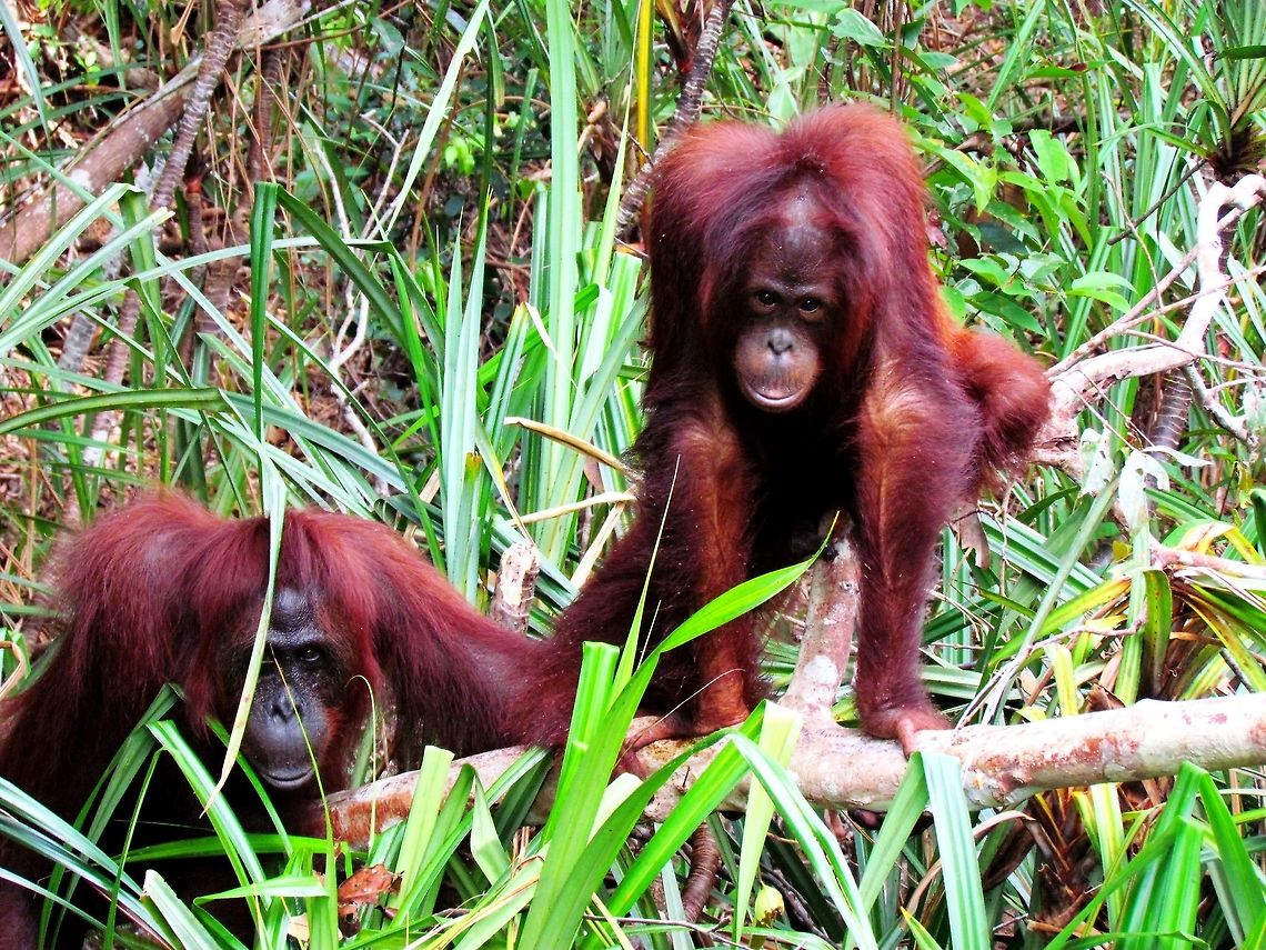 Borneo Orangutan momma and child Orandutans are wonderful creatures but really hard to see in the wild away from feeding stations where they know that fruit and vegetables will be provided. We saw these two on a riverbank as we floated along and they seemed pretty curious - which was surprising since wild Orangutans are usually pretty shy. Perhaps they had been to feeding stations already and lost their fear. Unfortunately, such animals can be easily poached which is why naturalists are encouraging the Indonesian National Parks to stop feeding them at the stations - even if the tourists love it. Bornean orangutan,Borneo,Geotagged,Indonesia,Kalimantan,Pongo pygmaeus,Spring