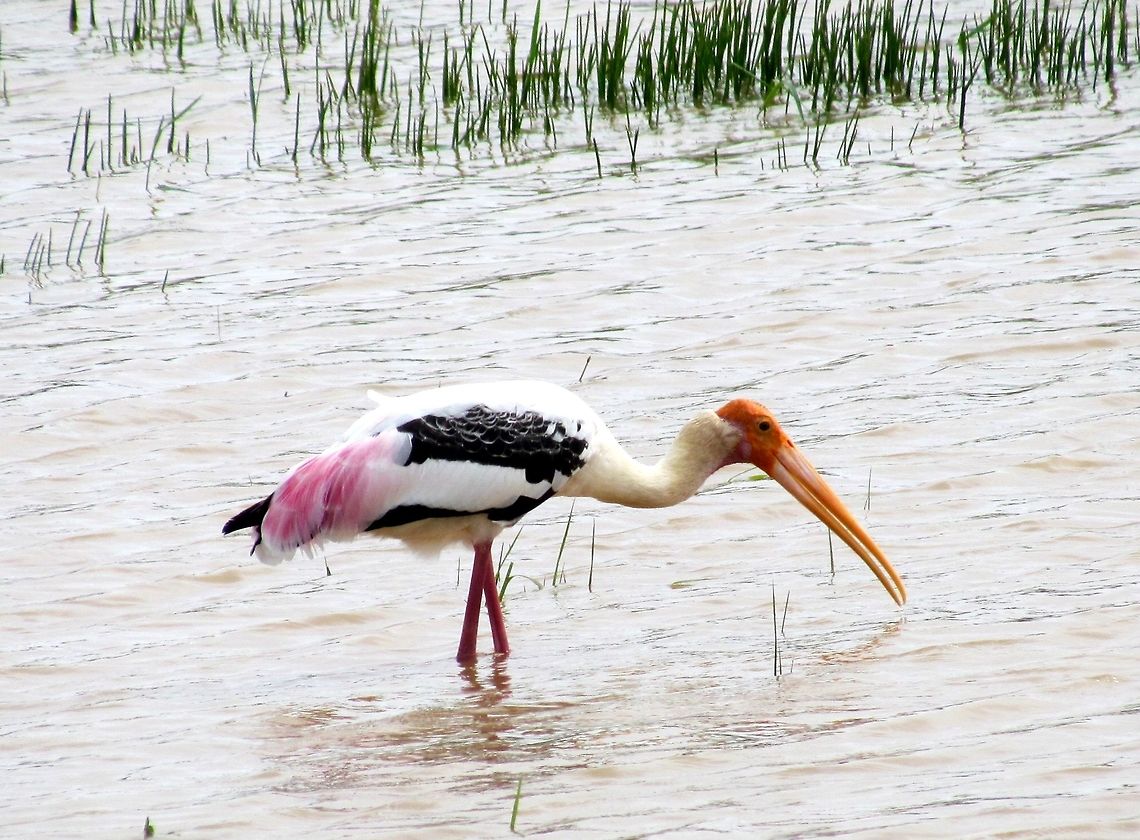 Painted Stork feeding in Yala NP These are fairly common in the Indian subcontinent and especially here in Yala NP. However, I think the plumage is great with the usual black &amp; white stork design being set off by a dash of pink - great! Mycteria leucocephala,Painted Stork,Sri Lanka,Yala National Park