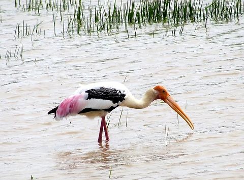 Painted Stork feeding in Yala NP These are fairly common in the Indian subcontinent and especially here in Yala NP. However, I think the plumage is great with the usual black & white stork design being set off by a dash of pink - great! Mycteria leucocephala,Painted Stork,Sri Lanka,Yala National Park