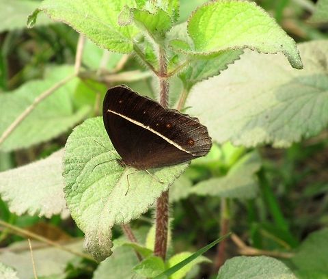 Dark Grass Brown in Nepal Interesting, that although the Wikipedia entry for this butterfly does not include Nepal in the countries where it occurs - both of the photos on JungleDragon are from Chitwan National Park in Nepal. Time to fix the Wikipedia entry methinks! Chitwan National Park,Dark Grass-Brown,Nepal,Orsotriaena medus