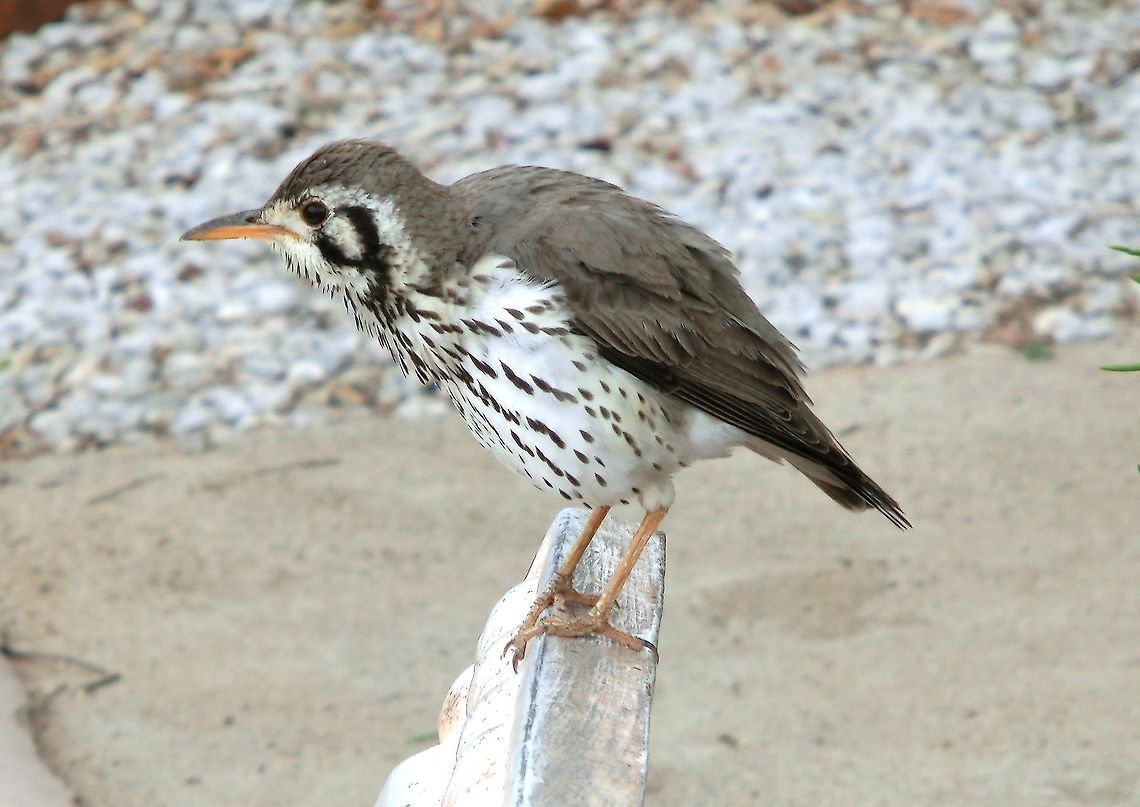 Groundscraper Thrush I love seeing birds of different species but the in the same family as familiar birds from where I live in Europe. This one looks quite similar to the Song or Mistle Thrushes of Europe but with the added black "V" pattern on the face. Geotagged,Groundscraper Thrush,Namibia,Psophocichla litsitsirupa,Spring,namibia,waterberg
