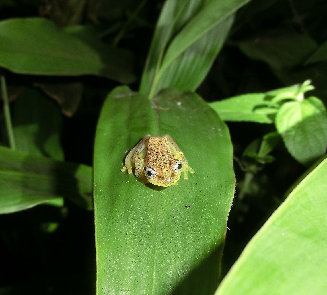 Spotted Madagascar Reed Frog I had high hopes thatthis one would be a new species for JungleDragon and so was a bit disappointed to find that there was already a photo of one. However, when I saw who had contributed the initial photo - none other than JD&#039;s master herpetologist, John Sullivan, I felt honored to have my photo with his for this species. I took this photo on a night jungle walk - these are always good for creature surprises. Andasibe NP,Heterixalus punctatus,Madagascar,Spotted Madagascar Reed Frog