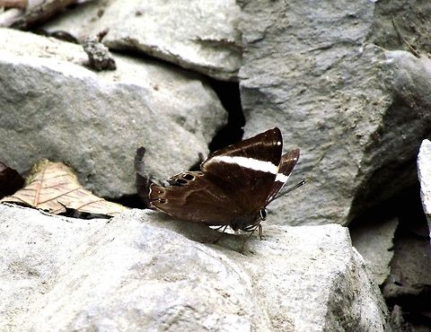 Dark Judy Butterfly of the Himalayas Not spectacularly colored but elegant in its simplicity (hmmm, that sounds like a wine review LOL). We sawthese not far from Pokhara at a trekking lodge. Abisara fylla,Annapurna Conservation Area,Dark Judy,Fall,Geotagged,Himalayas,Nepal