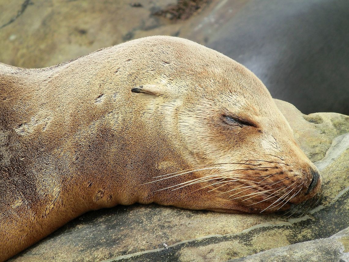 California Sealion Chillin These are much more common today (last year) compared to when I lived in California as a student and are easy to see along the coast. This one was near San Diego. California,California sea lion,Geotagged,San Diego,Summer,United States,Zalophus californianus